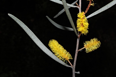 APII jpeg image of Acacia sp. Mulga Holey Trunk (P.K.Latz 12458)  © contact APII