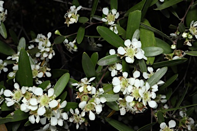 APII jpeg image of Leptospermum luehmannii  © contact APII