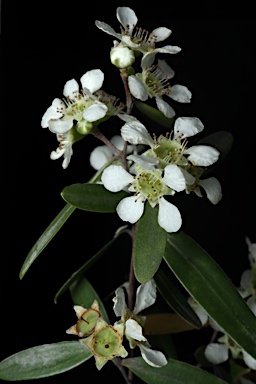 APII jpeg image of Leptospermum luehmannii  © contact APII