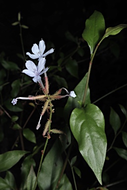 APII jpeg image of Plumbago zeylanica  © contact APII