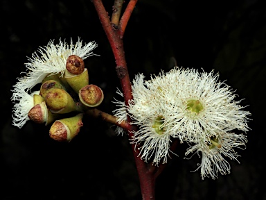 APII jpeg image of Eucalyptus petraea  © contact APII