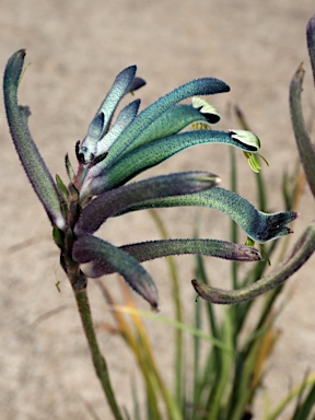 APII jpeg image of Anigozanthos 'Masquerade'  © contact APII