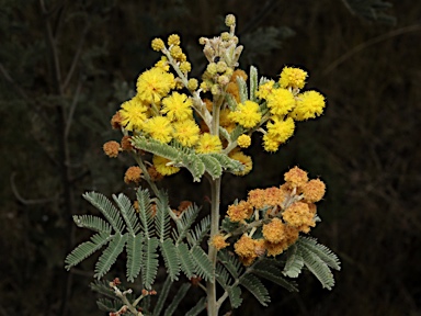 APII jpeg image of Acacia mollifolia  © contact APII