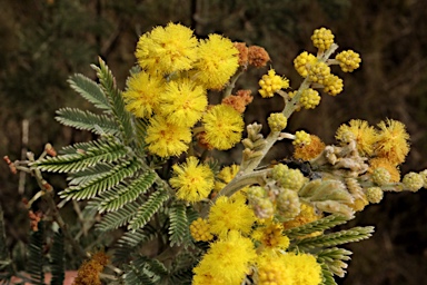 APII jpeg image of Acacia mollifolia  © contact APII