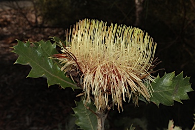 APII jpeg image of Banksia heliantha  © contact APII