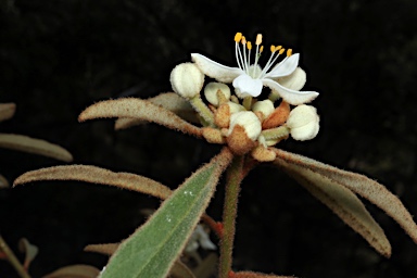 APII jpeg image of Asterolasia elegans  © contact APII