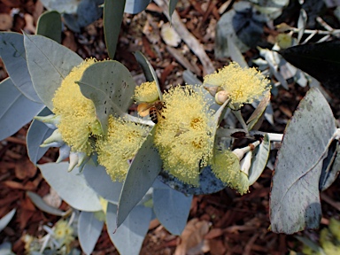 APII jpeg image of Eucalyptus wyolensis  © contact APII