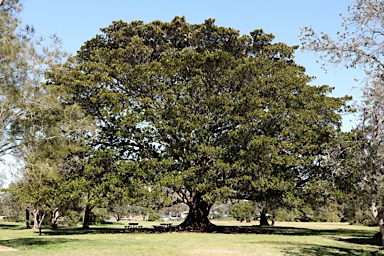 APII jpeg image of Ficus rubiginosa  © contact APII