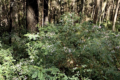 APII jpeg image of Indigofera australis  © contact APII