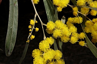 APII jpeg image of Acacia semirigida  © contact APII