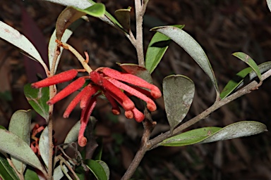 APII jpeg image of Grevillea parvula  © contact APII