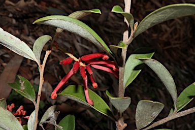 APII jpeg image of Grevillea parvula  © contact APII