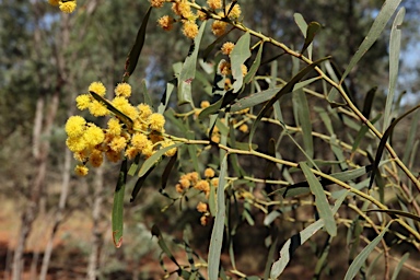 APII jpeg image of Acacia hakeoides  © contact APII