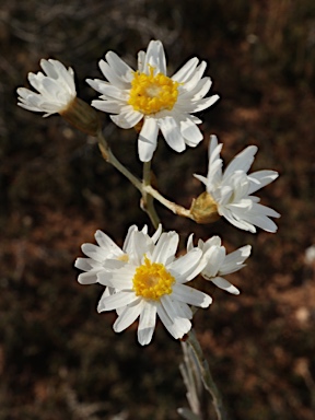 APII jpeg image of Rhodanthe corymbiflora  © contact APII