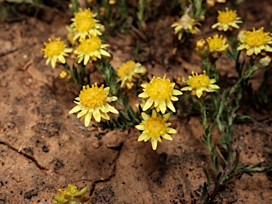 APII jpeg image of Hyalosperma glutinosum  © contact APII