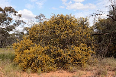 APII jpeg image of Acacia colletioides  © contact APII