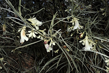 APII jpeg image of Eremophila oppositifolia subsp. oppositifolia  © contact APII