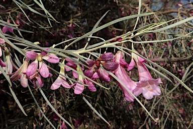 APII jpeg image of Eremophila oppositifolia  © contact APII