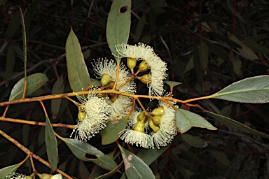 APII jpeg image of Eucalyptus incrassata  © contact APII