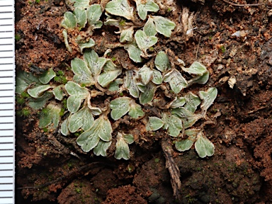 APII jpeg image of Riccia lamellosa  © contact APII