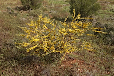 APII jpeg image of Acacia brachybotrya  © contact APII