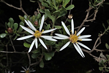 APII jpeg image of Olearia muelleri  © contact APII