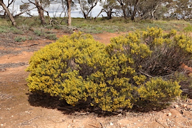 APII jpeg image of Acacia sclerophylla var. sclerophylla  © contact APII