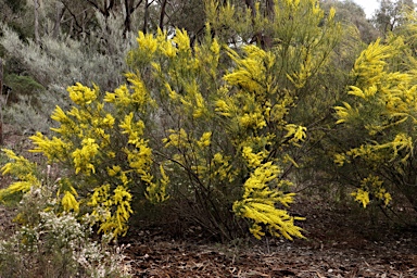 APII jpeg image of Acacia imbricata  © contact APII