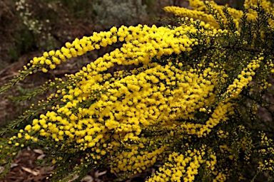 APII jpeg image of Acacia imbricata  © contact APII