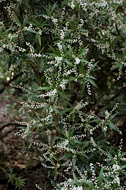 APII jpeg image of Leucopogon affinis  © contact APII