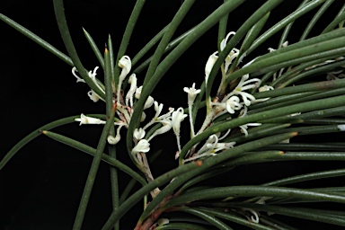 APII jpeg image of Hakea macrorrhyncha  © contact APII