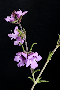 APII jpeg image of Prostanthera sp. nov.  © contact APII