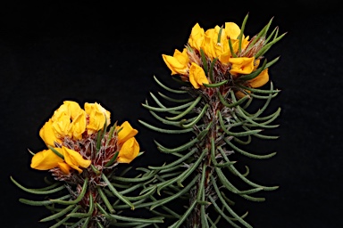 APII jpeg image of Pultenaea baeuerlenii  © contact APII