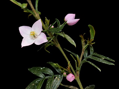 APII jpeg image of Boronia imlayensis  © contact APII