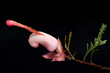 APII jpeg image of Grevillea involucrata  © contact APII