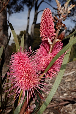 APII jpeg image of Hakea grammatophylla 'Ninbella Brilliance'  © contact APII