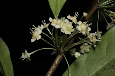 APII jpeg image of Actephila grandifolia  © contact APII