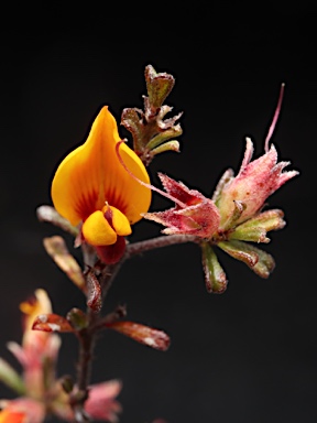 APII jpeg image of Pultenaea microphylla  © contact APII