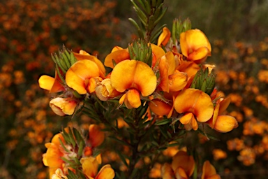 APII jpeg image of Pultenaea subspicata  © contact APII