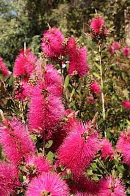 APII jpeg image of Callistemon pallidus 'Hot Pink'  © contact APII