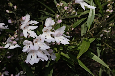 APII jpeg image of Prostanthera williamsii  © contact APII