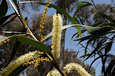 APII jpeg image of Acacia obtusifolia  © contact APII