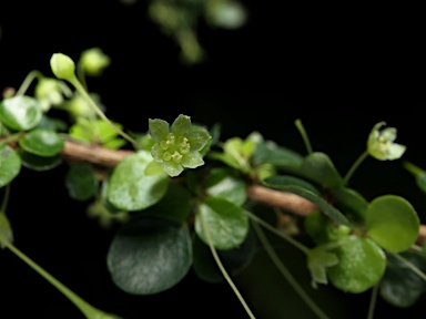 APII jpeg image of Phyllanthus microcladus subsp. microcladus  © contact APII