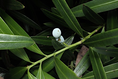 APII jpeg image of Podocarpus polystachyus  © contact APII