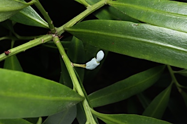 APII jpeg image of Podocarpus polystachyus  © contact APII