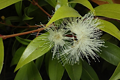 APII jpeg image of Syzygium paniculatum  © contact APII