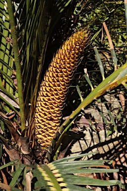 APII jpeg image of Macrozamia mountperriensis  © contact APII