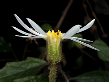 APII jpeg image of Olearia nernstii  © contact APII