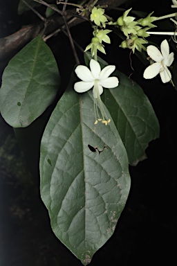 APII jpeg image of Clerodendrum floribundum var. attenuatum  © contact APII