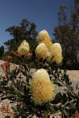 APII jpeg image of Banksia sceptrum  © contact APII